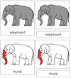 Elephant Nomenclature 3-Part Cards (red) - Montessori Print Shop