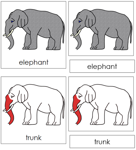 Elephant Nomenclature Cards (red) - Montessori Print Shop