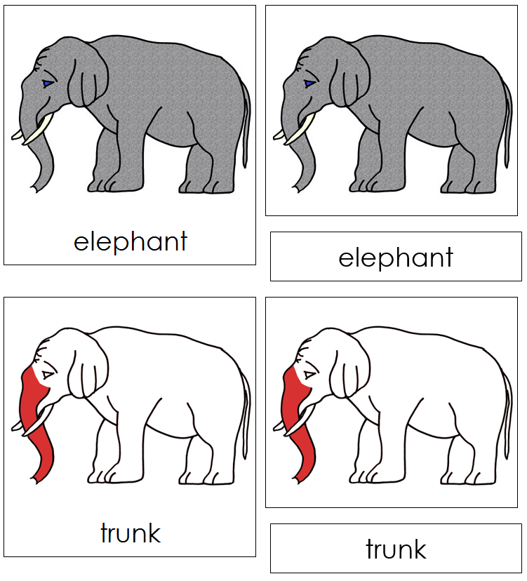Elephant Nomenclature 3-Part Cards (red) - Montessori Print Shop