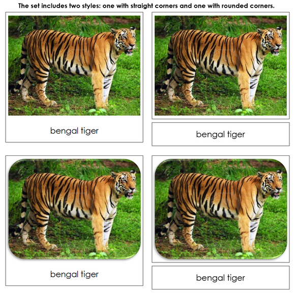 Endangered Species (Land) - Safari Toob Cards - Montessori Print Shop Digital Download