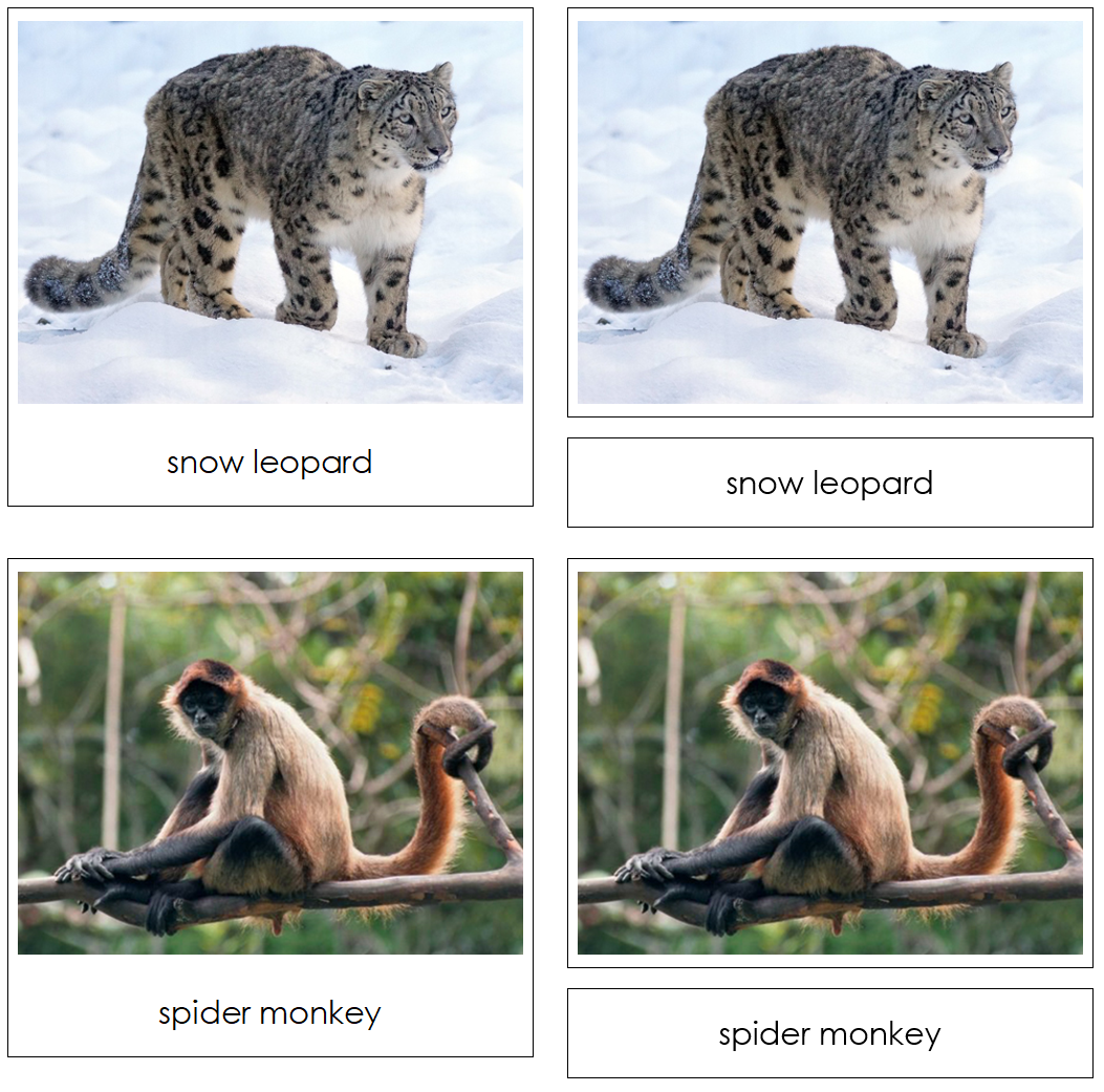 Endangered Species (Land) - Safari Toob Cards - Montessori Print Shop Digital Download
