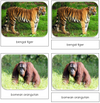 Endangered Species (Land) - Safari Toob Cards