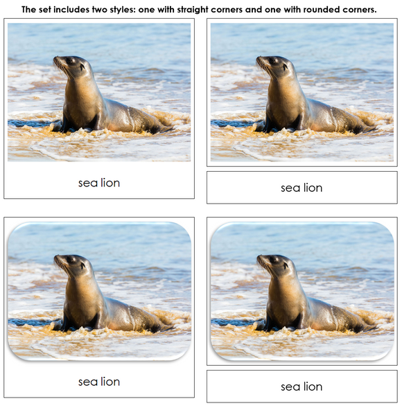 Endangered Species (Marine) - Safari Toob Cards - Montessori Print Shop Digital Download