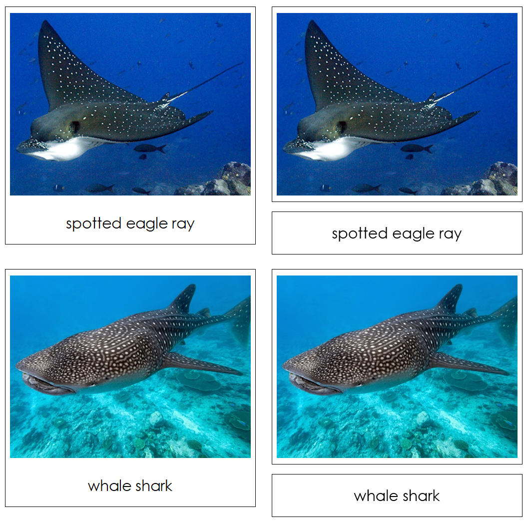 Endangered Species (Marine) - Safari Toob Cards - Montessori Print Shop Digital Download