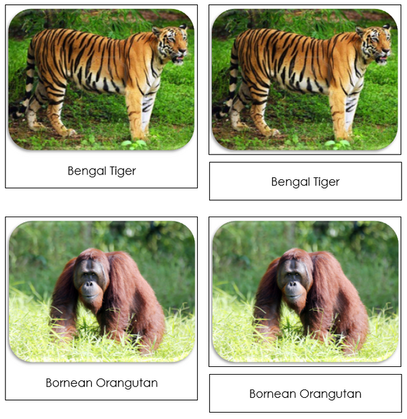 Endangered Land Species Safari Toob Cards - Montessori Print Shop