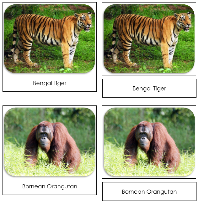 Endangered Land Species Safari Toob Cards - Montessori Print Shop