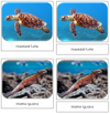 Endangered Marine Species Safari Toob Cards - Montessori Print Shop