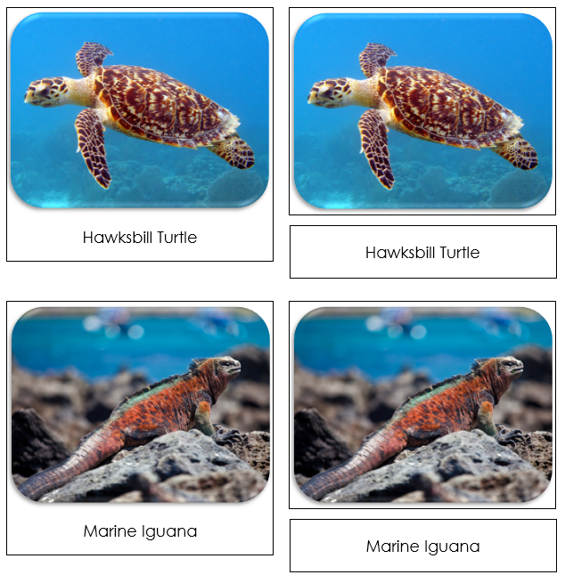 Endangered Marine Species Safari Toob Cards - Montessori Print Shop