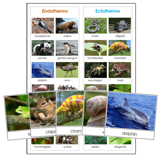 Endotherm or Ectotherm Animals - Montessori Print Shop zoology printable