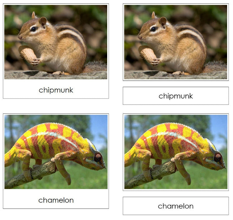 Endothermic and Ectothermic Animal Sorting Lesson - Montessori Print Shop Digital Download zoology printable
