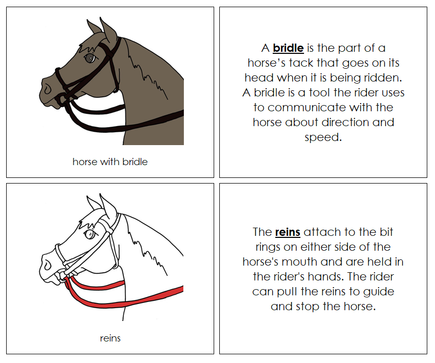 Parts of an English Bridle Nomenclature Book (red) - Montessori Print Shop Digital Download