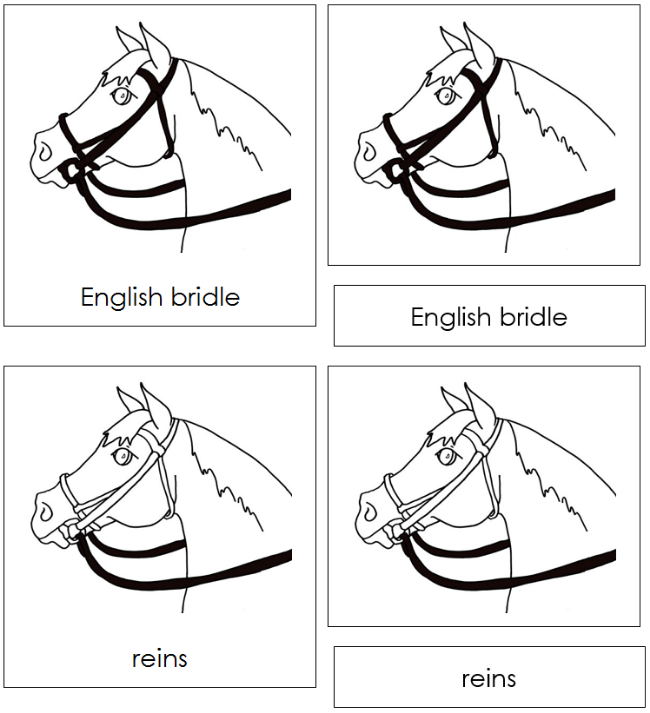 Parts of an English Bridle Nomenclature 3-Part Cards - Montessori Print Shop Digital Download
