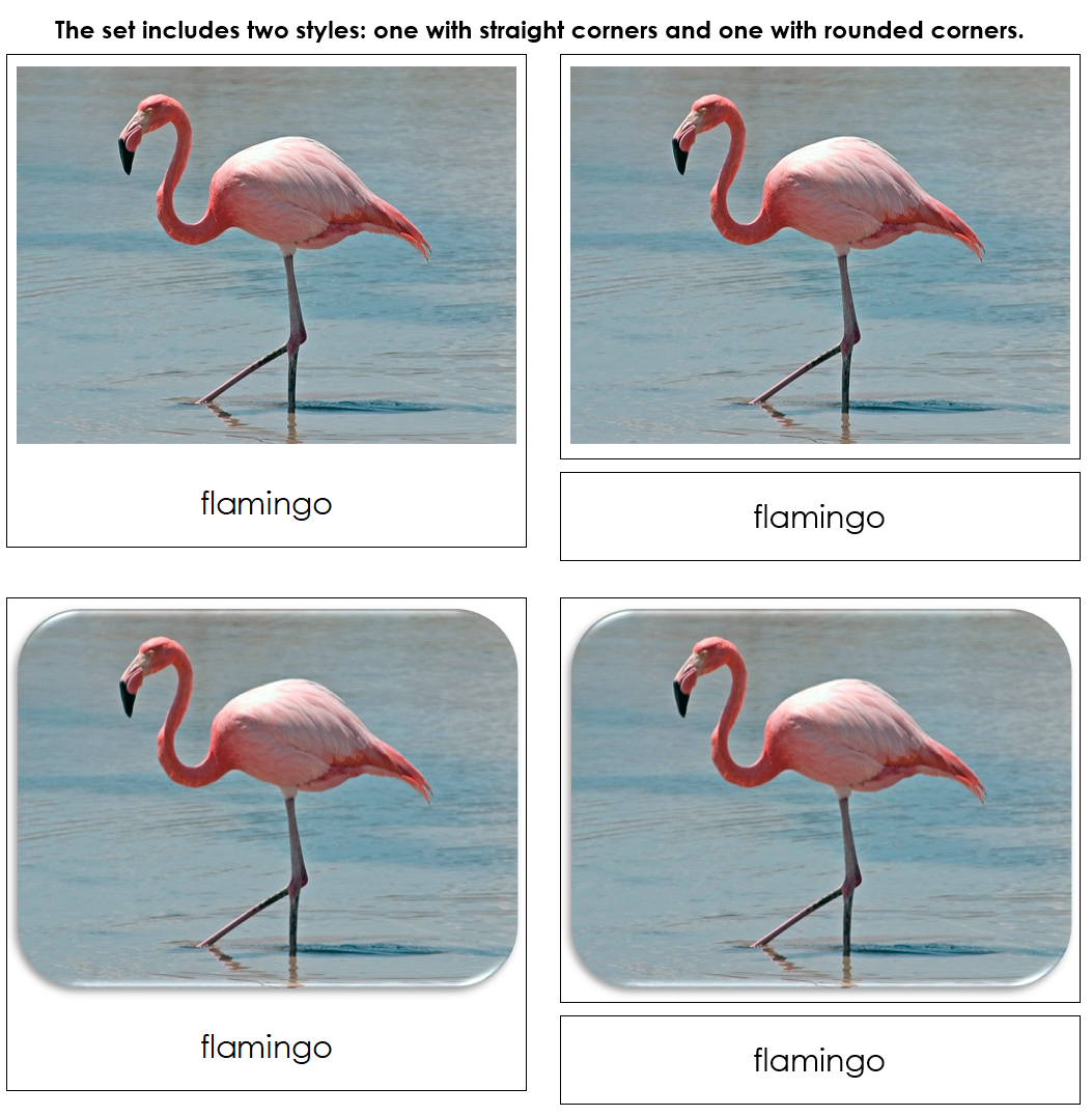Exotic Birds - Safari Toob Cards - Montessori Print Shop Digital Download