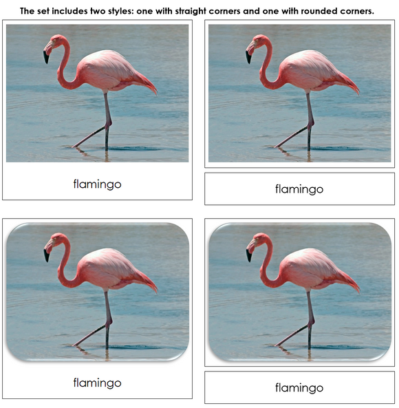 Exotic Birds - Safari Toob Cards - Montessori Print Shop Digital Download