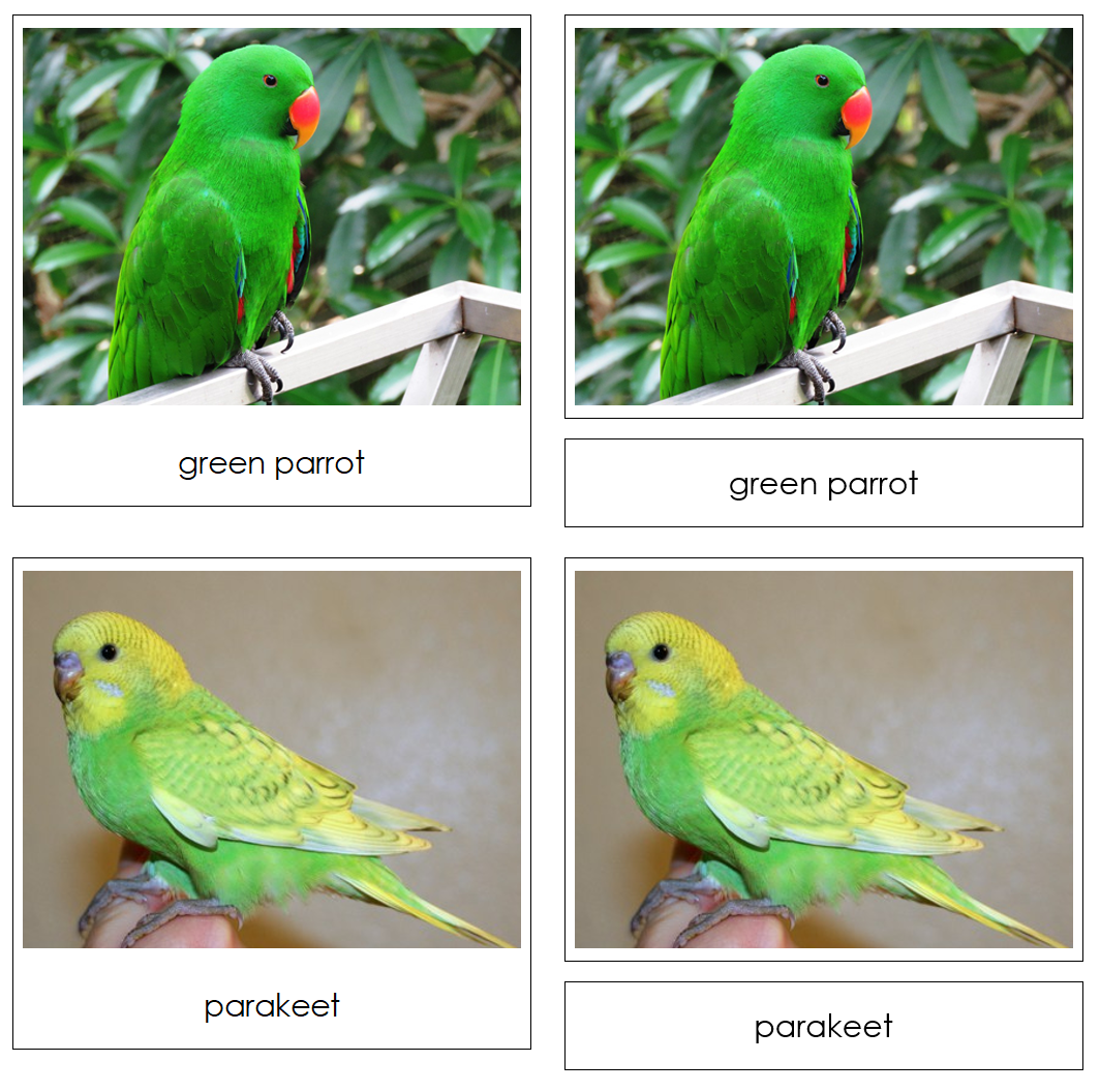 Exotic Birds - Safari Toob Cards - Montessori Print Shop Digital Download