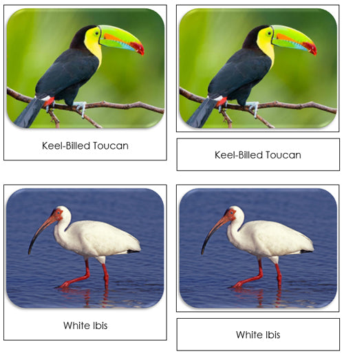 Exotic Birds - Printable Safari Toob Cards - Montessori Print Shop Digital Download