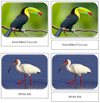 Exotic Birds Safari Toob Cards - Montessori Print Shop