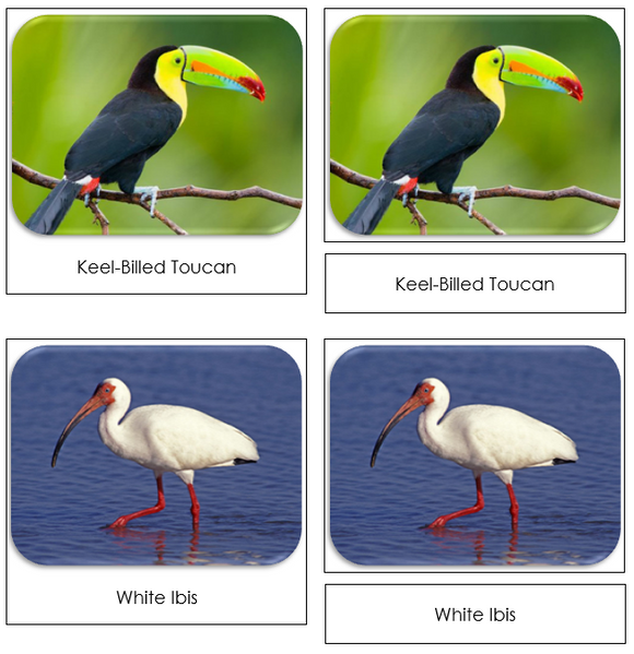 Exotic Birds Safari Toob Cards - Montessori Print Shop