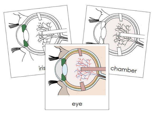 Parts of a Human Eye Nomenclature Cards - Montessori Print Shop Digital Download