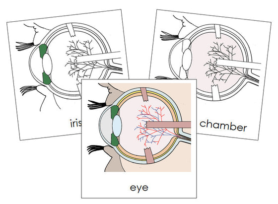 Eye Nomenclature Cards - Montessori Print Shop