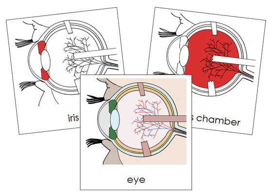 Eye Nomenclature Cards (red) - Montessori Print Shop