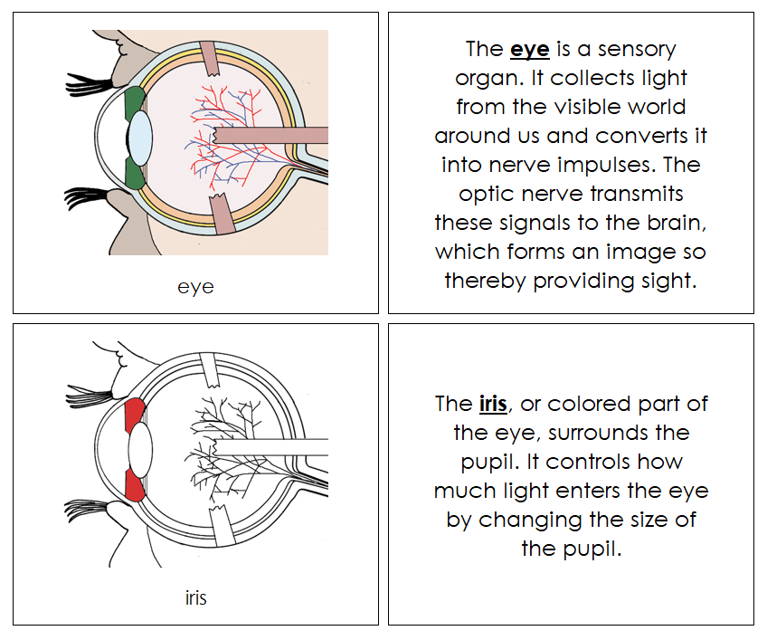 Eye Nomenclature Book (red) - Montessori Print Shop Digital Download