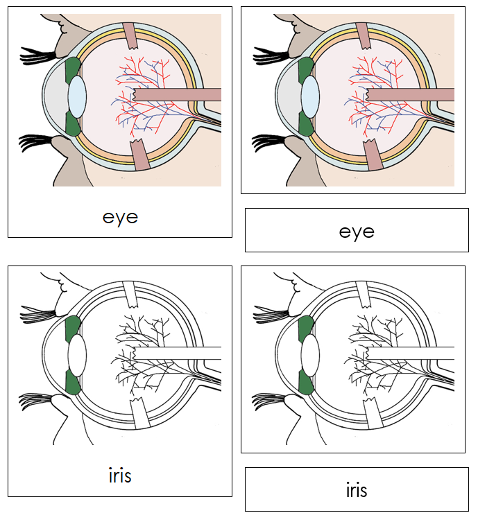 Eye Nomenclature 3-Part Cards - Montessori Print Shop