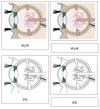 Eye Nomenclature 3-Part Cards - Montessori Print Shop