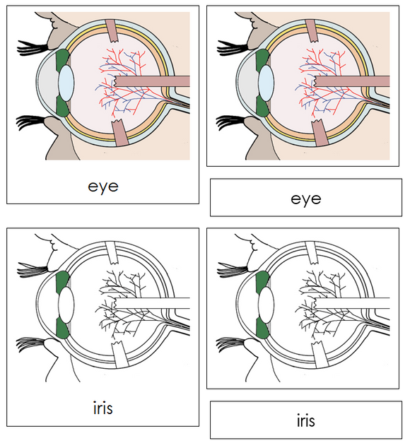 Eye Nomenclature Cards - Montessori Print Shop