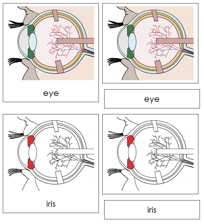 Eye Nomenclature 3-Part Cards (red) - Montessori Print Shop