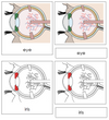 Eye Nomenclature 3-Part Cards (red) - Montessori Print Shop