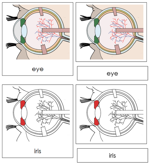 Eye Nomenclature Cards (red) - Montessori Print Shop