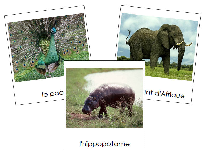French - African Rainforest Animals - Animaux de la forêt humide africaine - Montessori Print Shop Digital Download