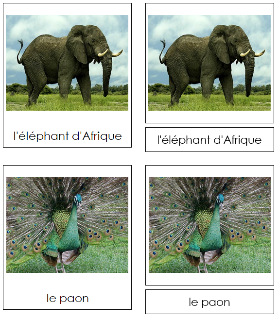 French - African Rainforest Animals - Animaux de la forêt humide africaine - Montessori Print Shop Digital Download