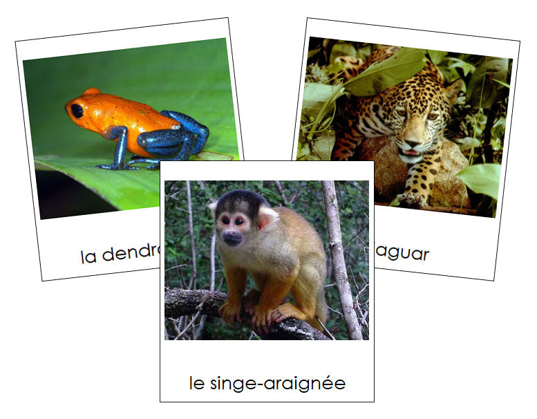 French - Amazon Rainforest Animals - Les animaux de la forêt amazonienne - Montessori Print Shop Digital Download