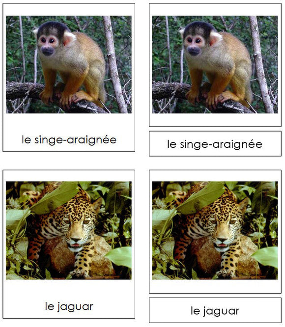 French - Amazon Rainforest Animals - Les animaux de la forêt amazonienne - Montessori Print Shop