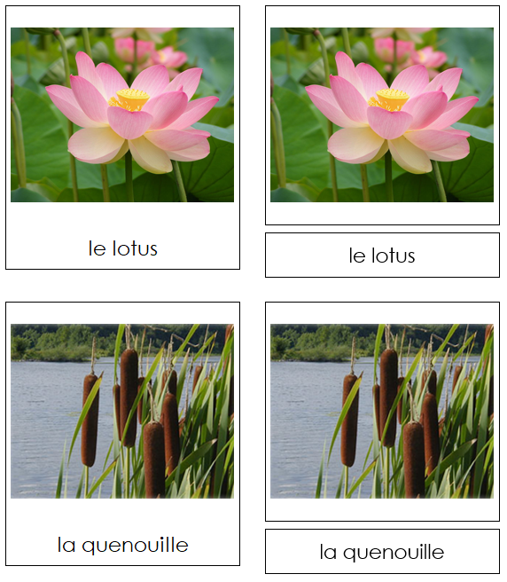 French - Aquatic and Wetland Plants - Les cartes de plantes aquatiques