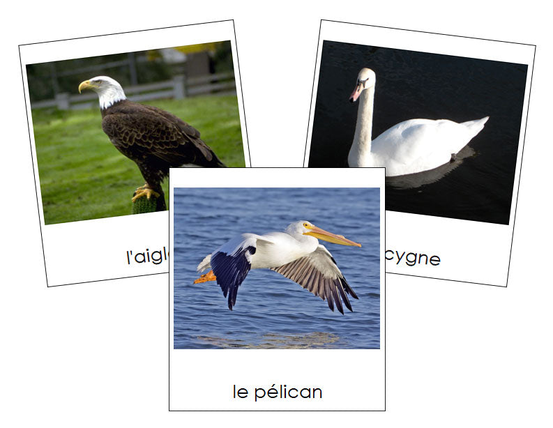 French - Birds - Les cartes oiseau - Montessori Print Shop Digital Download