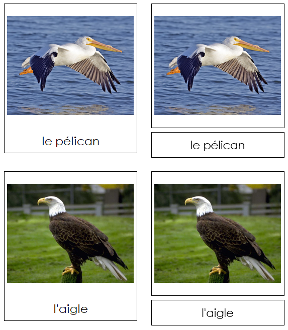 French - Birds - Les cartes oiseau - Montessori Print Shop Digital Download