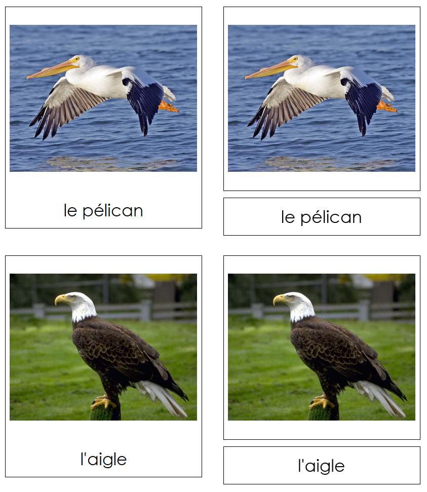 French - Birds - Les cartes oiseau - Montessori Print Shop Digital Downloa