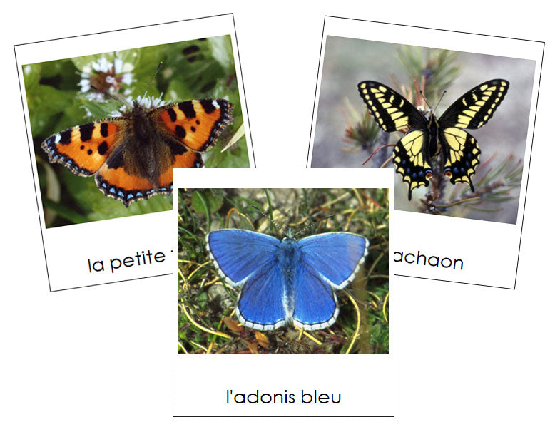 French - Butterflies - Les cartes papillon - Montessori Print Shop Digital Download