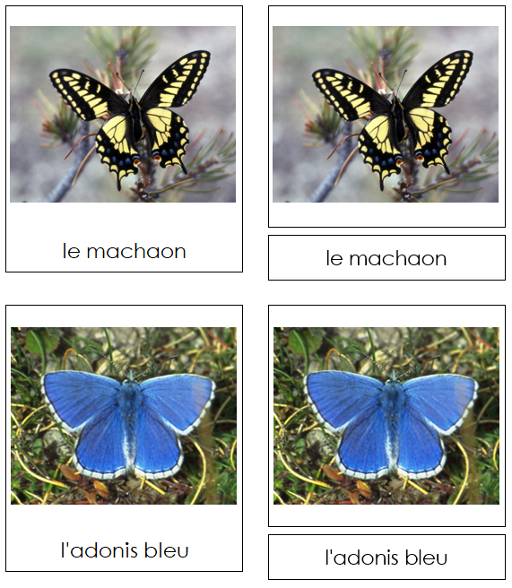 French - Butterflies - Les cartes papillon - Montessori Print Shop Digital Download