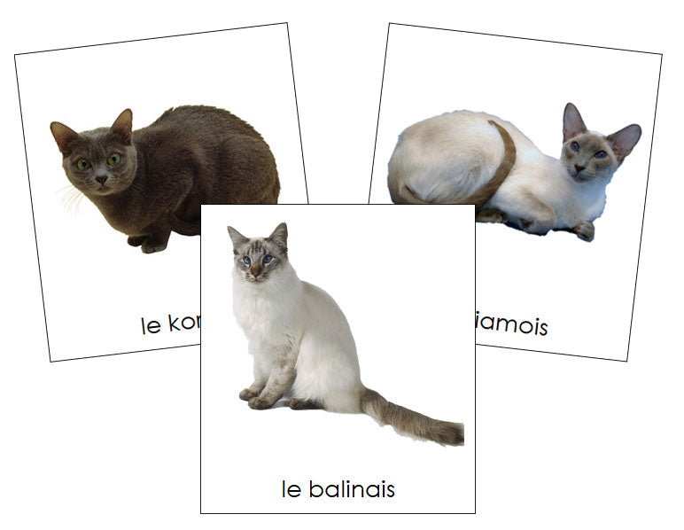 French - Cats - Les cartes de chat - Montessori Print Shop Digital Download