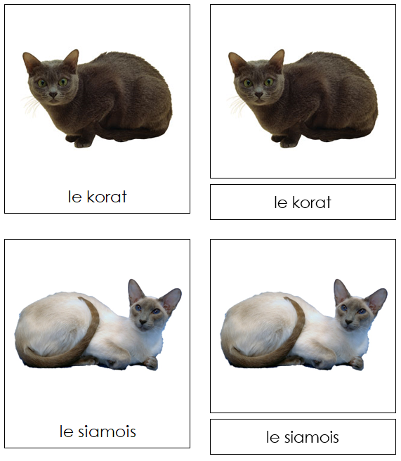 French - Cats - Les cartes de chat - Montessori Print Shop Digital Download