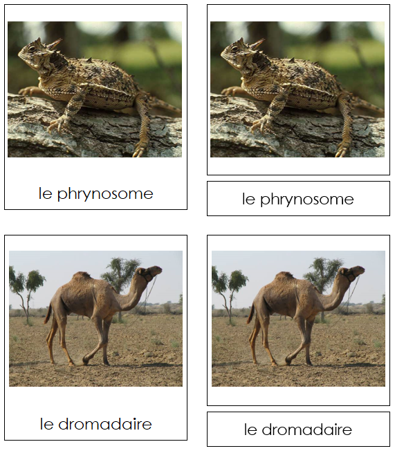 French - Desert Animals - Les cartes d'animaux du désert - Montessori Print Shop Digital Download