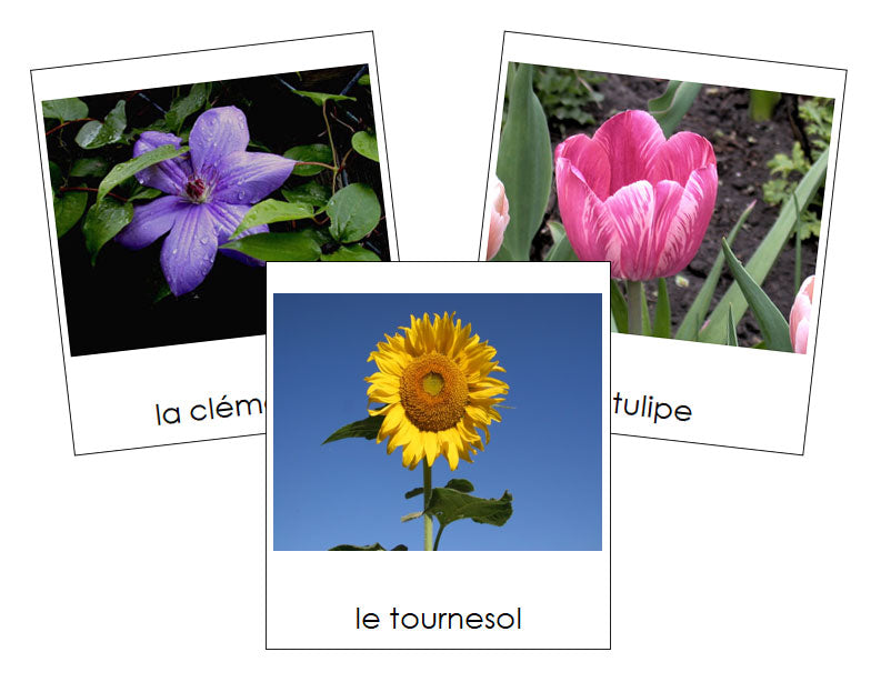 French - Flowers (Set #1) - Les cartes de fleurs - Montessori Print Shop Digital Download