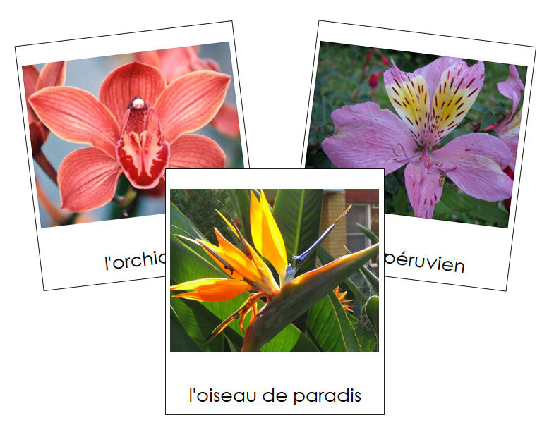 French - Flowers (Set #2) - Les cartes de fleurs - Montessori Print Shop Digital Download