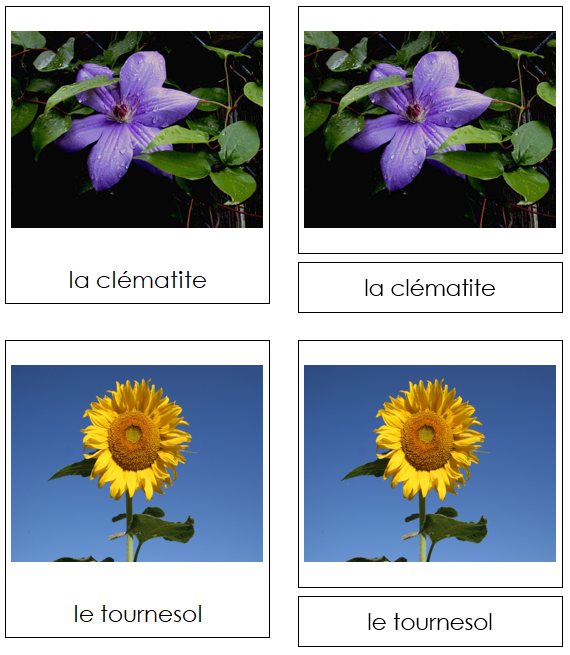 French - Flowers (Set #1) - Les cartes de fleurs - Montessori Print Shop Digital Download