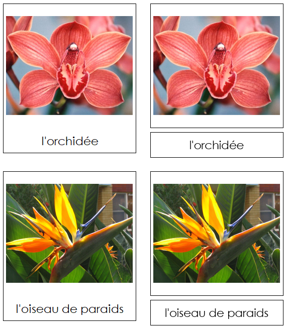 French - Flowers (Set #2) - Les cartes de fleurs - Montessori Print Shop Digital Download
