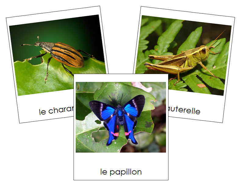 French - Insects - Les cartes insectes - Montessori Print Shop Digital Download